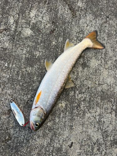 アメマスの釣果