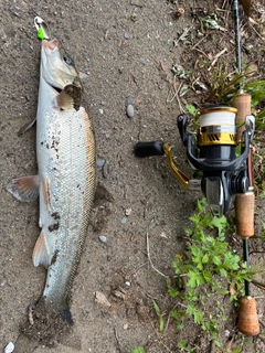 ウグイの釣果