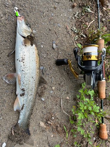 ウグイの釣果