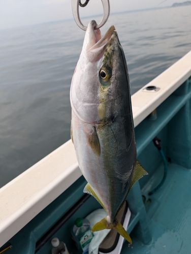 ワラサの釣果
