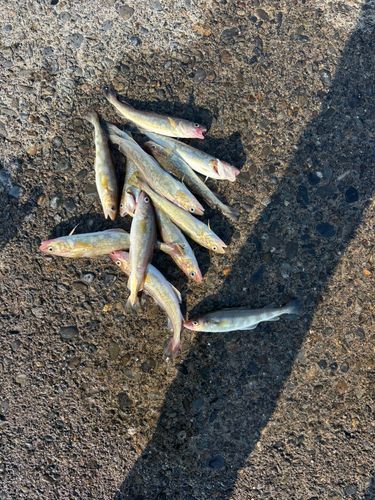 コマイの釣果