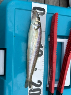 キスの釣果