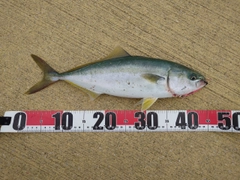 ハマチの釣果