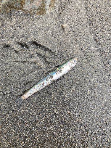 イワシの釣果