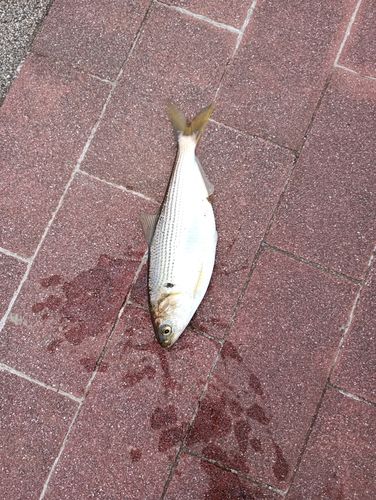 コノシロの釣果