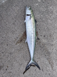 サゴシの釣果