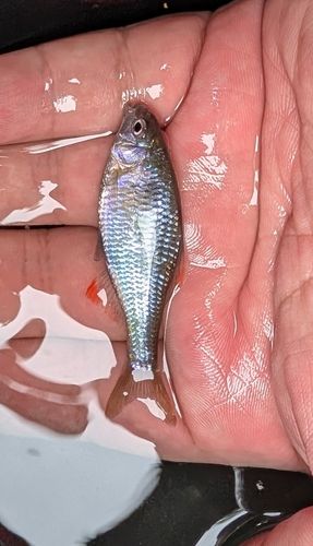 タナゴの釣果