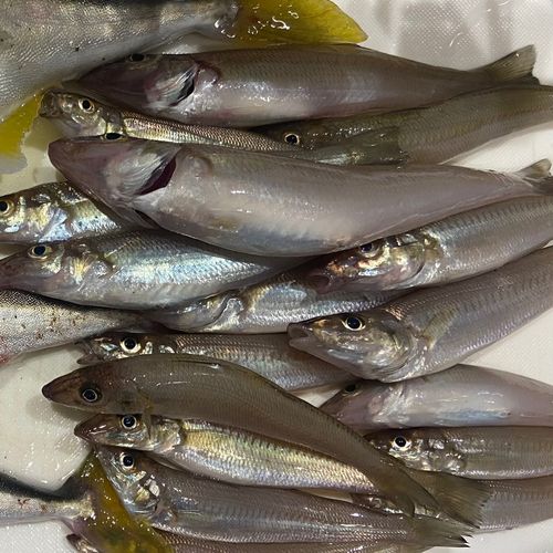 シロギスの釣果