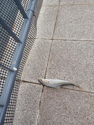 コノシロの釣果