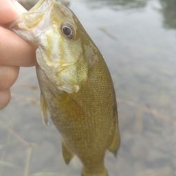 スモールマウスバス