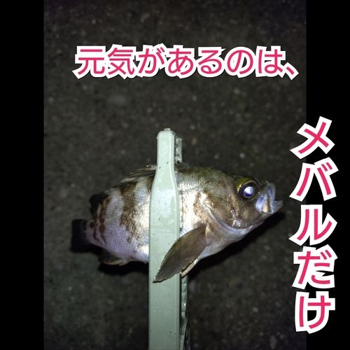 シロメバルの釣果
