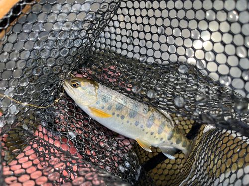 ヤマメの釣果