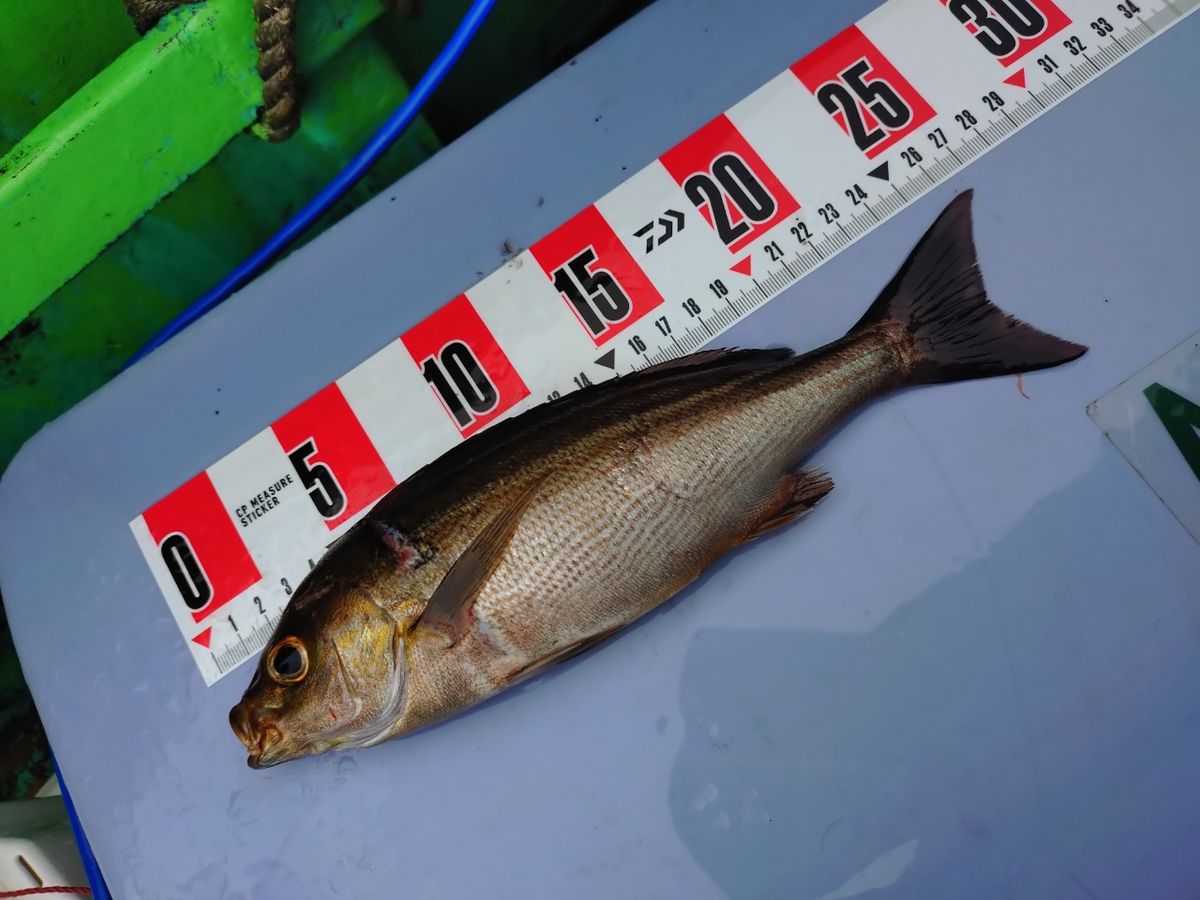 Saaya.natsuさんの釣果 2枚目の画像