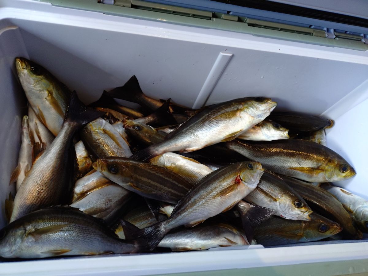 Saaya.natsuさんの釣果 3枚目の画像