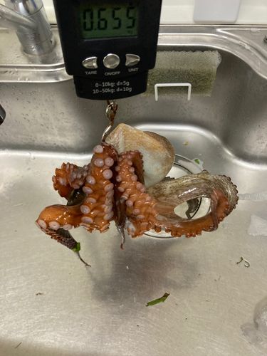 タコの釣果