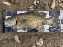 スモールマウスバスの釣果
