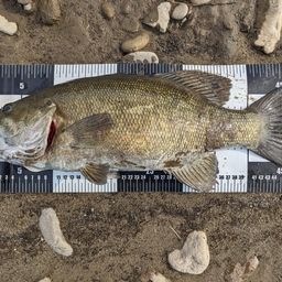 スモールマウスバス