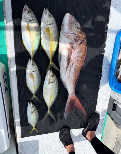 シマアジの釣果