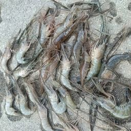テナガエビ