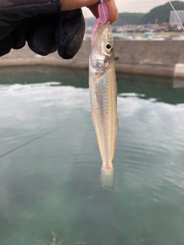 シロギスの釣果