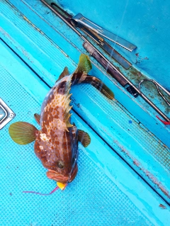 タイの釣果