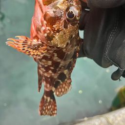 カサゴ