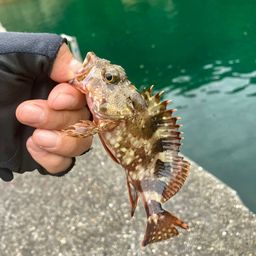 カサゴ