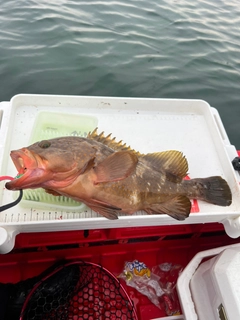 アコウの釣果