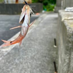 ネンブツダイ