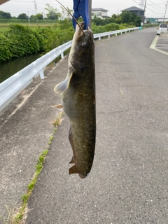ナマズの釣果