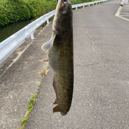ナマズ