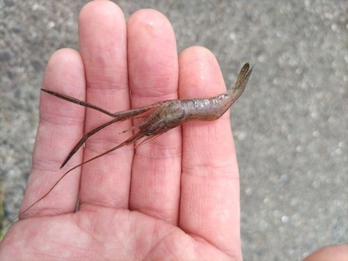 テナガエビの釣果
