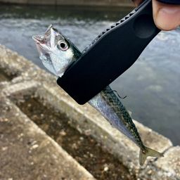 サバ