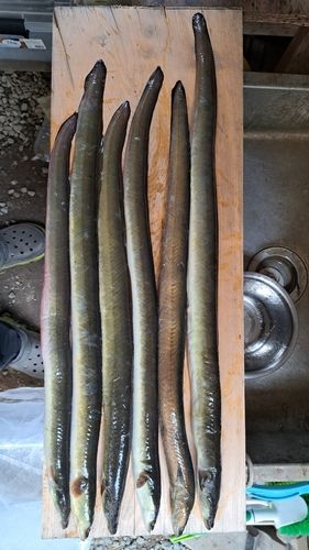 ニホンウナギの釣果