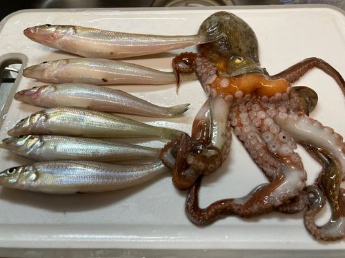 キスの釣果