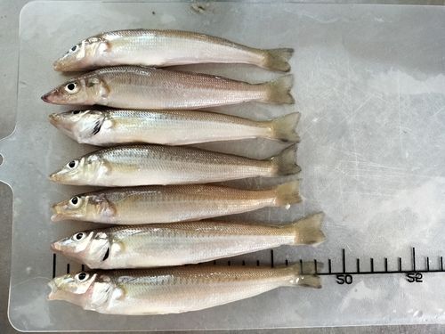 シロギスの釣果