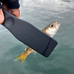 ムツ
