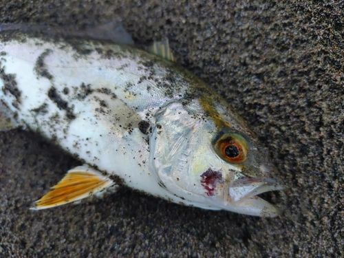 ネリゴの釣果