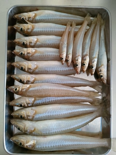 キスの釣果