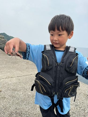 アカトラギスの釣果