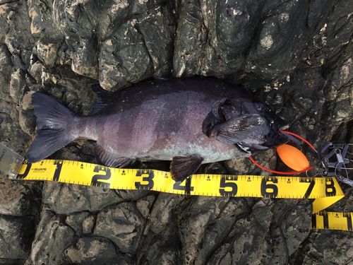 イシダイの釣果