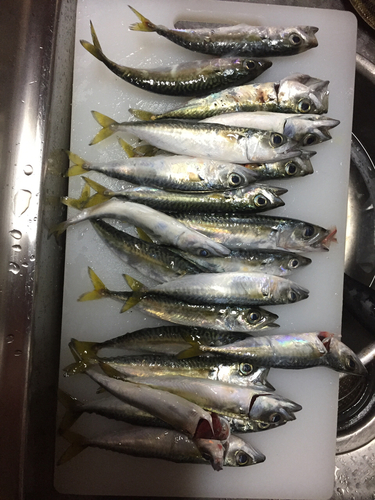 サバの釣果