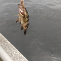 メバル