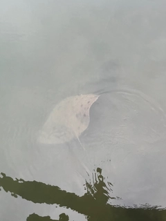 ツバクロエイの釣果