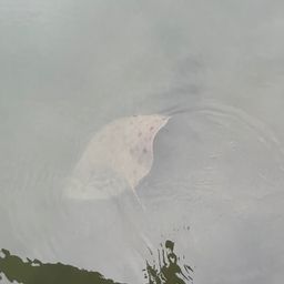 ツバクロエイ