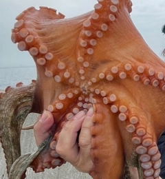 タコの釣果