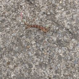 ハゼ