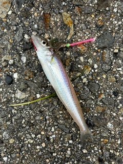 キスの釣果