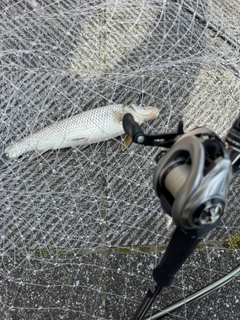 ニゴイの釣果