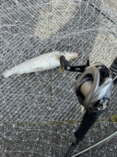 ニゴイの釣果